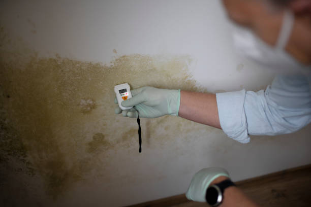 Best Insurance-Related Mold Remediation in Gberts, IL